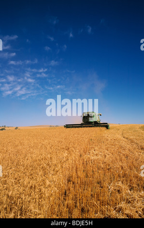 Wheat Harvesting, Australia Stock Photo