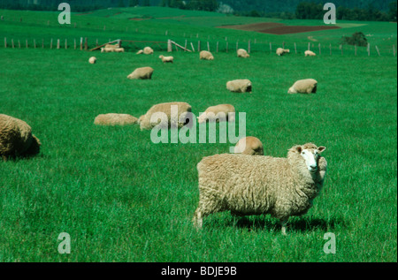Sheep Grazing in Green Field Stock Photo