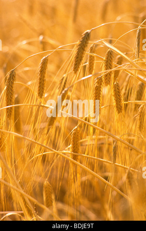 Barley, Ready for Harvest Stock Photo