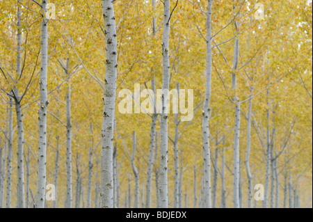 Poplar Trees, Lombardy, Italy Stock Photo