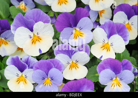Viola Pansies Stock Photo