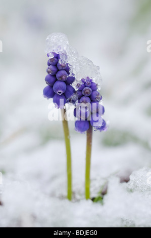 Grape Hyacinth in Snow, Bavaria, Germany Stock Photo