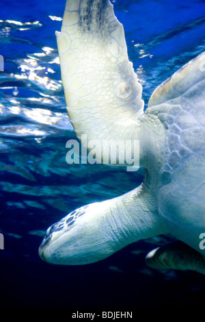 Sea Turtle Swimming Stock Photo