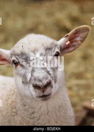 Close-up of Lamb Stock Photo