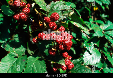 Raspberries Growing on Plant Stock Photo