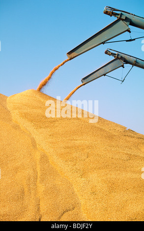 Harvested Wheat Piled into outdoor Bunker, Australia Stock Photo