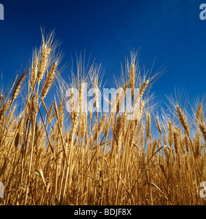 Wheat, Ready for Harvest, Close-up Stock Photo