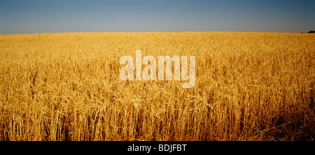 Barley Crop Ready for Harvest Stock Photo