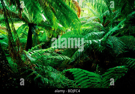 Cool Temperate Rainforest, Otway National Park, Australia Stock Photo