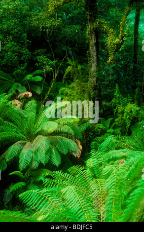Cool Temperate Rainforest, Otway National Park, Australia Stock Photo