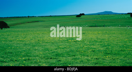 Landscape, Green Fields, Sheep Grazing in the Distance Stock Photo