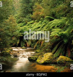 Stream, Rainforest, Ferns Stock Photo