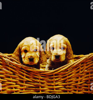 Two Cocker Spaniels Sitting in Basket Stock Photo