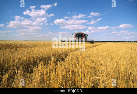 Wheat Harvesting, Australia Stock Photo