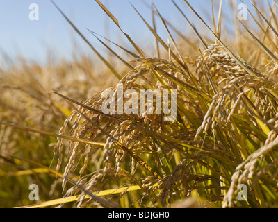 Rice Crop Ready for Harvest, Australia Stock Photo