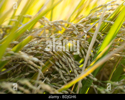 Rice Crop Ready for Harvest, Australia Stock Photo