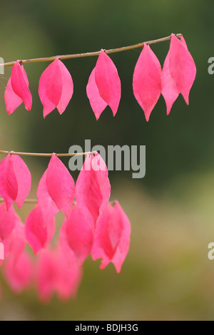 Autumn Leaves of a Spindle Tree Stock Photo