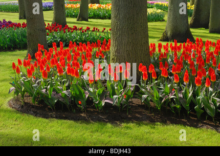 Red Tulips in Bloom, Keukenhof Gardens, Lisse, Netherlands Stock Photo