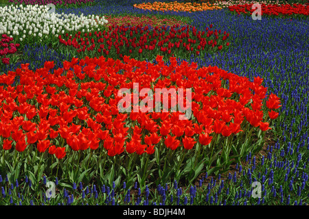 Tulips and Grape Hyacinth in Bloom in Botanical Garden, Lisse, Netherlands Stock Photo