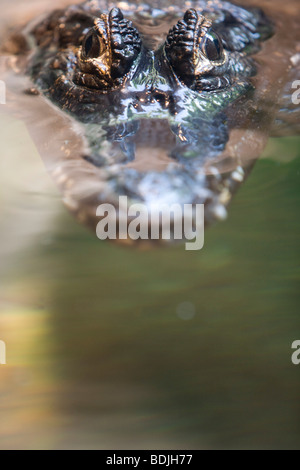 Crocodile Peeking Above Water Stock Photo