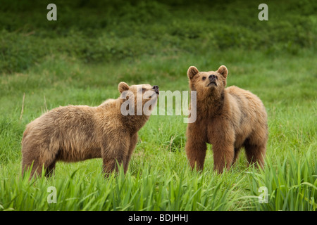 Brown Bears Stock Photo