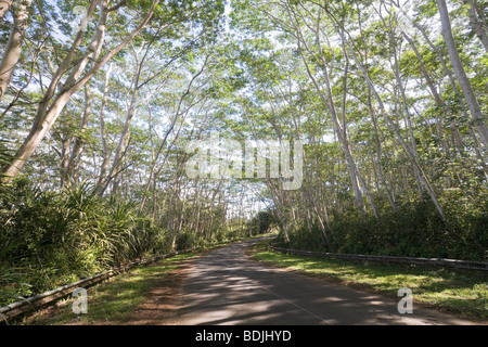 Road, Kauai, Hawaii, USA Stock Photo