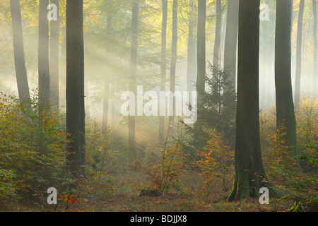 Sunbeams through Forest, Spessart, Bavaria, Germany Stock Photo