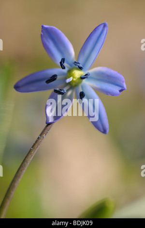 Close-up of Bluebell Stock Photo