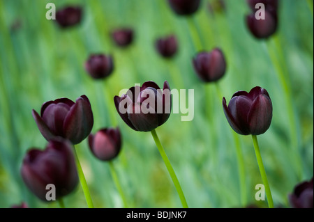 Field of Queen of Night Tulips Stock Photo
