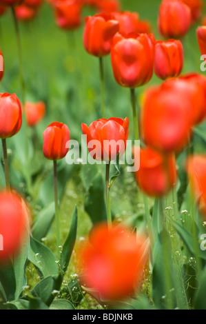 Field of Oranjezon Tulips Stock Photo