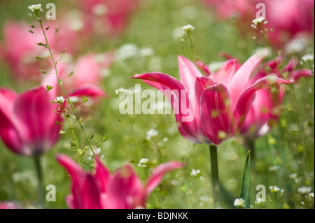 Field of Pink Tulips Stock Photo
