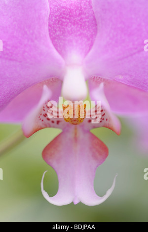 Close-up of Orchid Stock Photo