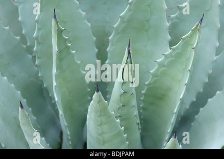 Close-up of Agave Plant Stock Photo