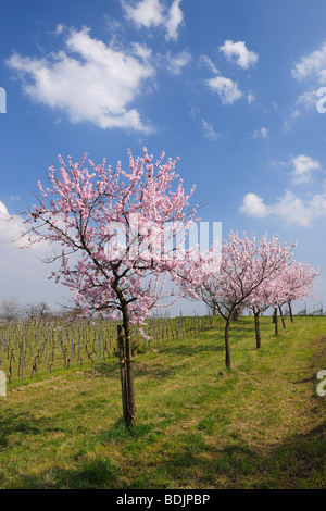 Almond Trees by Vineyard, Gimmeldingen, Rhineland-Palatinate, Germany Stock Photo