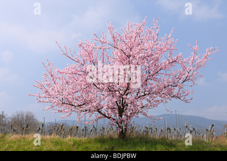 Almond Tree by Vineyard, Gimmeldingen, Rhineland-Palatinate, Germany Stock Photo