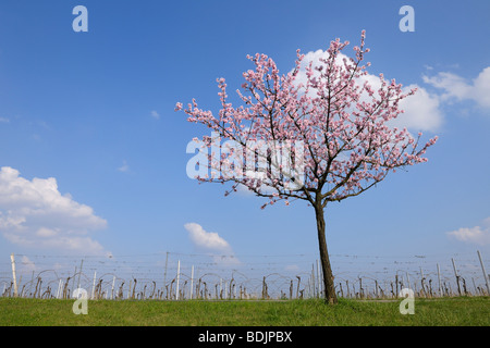 Almond Tree by Vineyard, Gimmeldingen, Rhineland-Palatinate, Germany Stock Photo