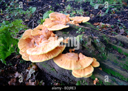 Large fungi growing out of an old tree trunk Stock Photo