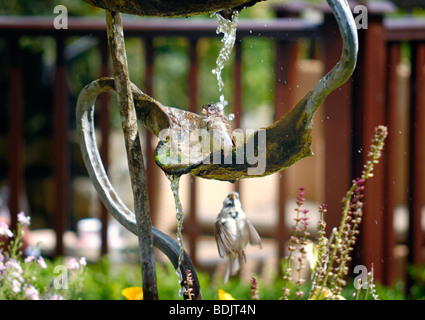 A bird bathing on an ornate water fountain Stock Photo