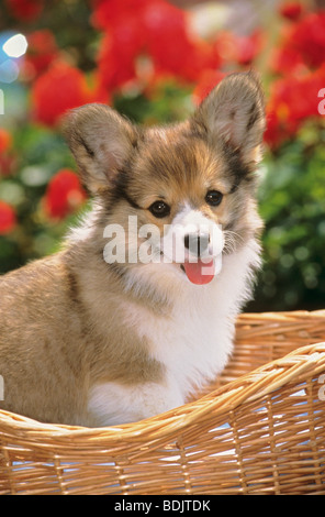 Welsh Corgi Cardigan dog puppy sitting in basket Stock Photo