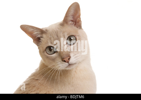 Tonkinese cat - portrait - cut out Stock Photo