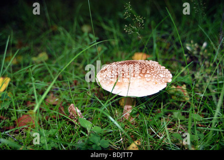 A Blusher mushroom growing in a field