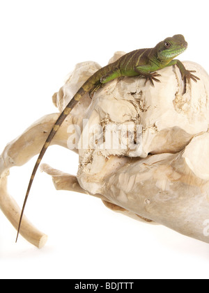 Green Chinese Water dragon - lying on a piece of wood / Physignathus cocincinus Stock Photo
