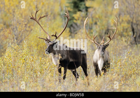 Barren Ground Caribou - bulls / Rangifer tarandus arcticus Stock Photo
