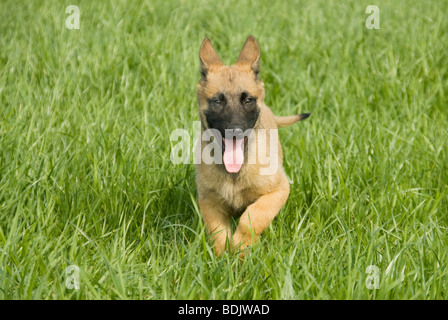 Belgian shepherd dog - puppy running on meadow Stock Photo
