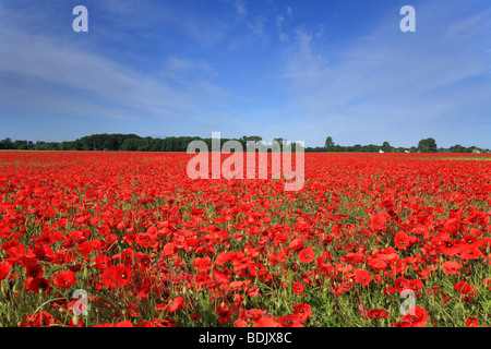 Field of poppies, 'Foxton' Cambridge, Cambridgeshire, England, UK Stock Photo