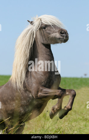 Silver dapple Shetland Pony rearing Stock Photo - Alamy