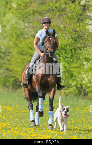 girl riding on Dutch Warmblood horse Stock Photo