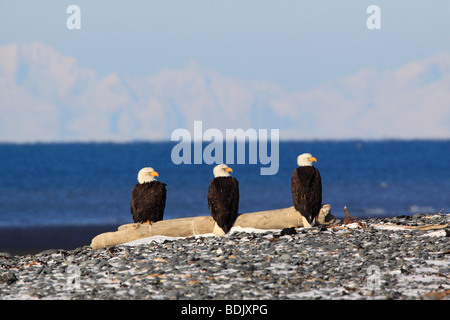 three Bald eagles - sitting on a tree trunk / Haliaeetus leucocephalus Stock Photo
