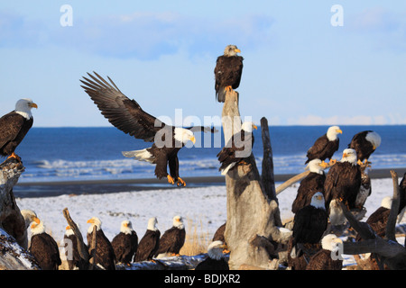 Bald eagles - flock sitting on tree trunk / Haliaeetus leucocephalus Stock Photo