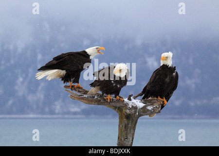 Bald Eagles  (Haliaeetus leucocephalus). Three adults perched on dead tree Stock Photo
